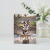 愛犬 ポストカード (スタンド正面)