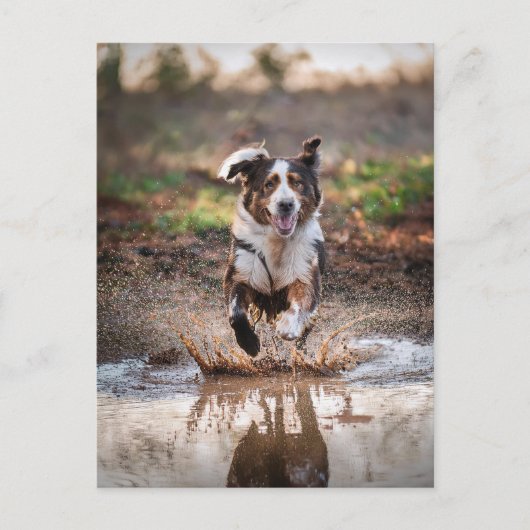 愛犬 ポストカード (正面)