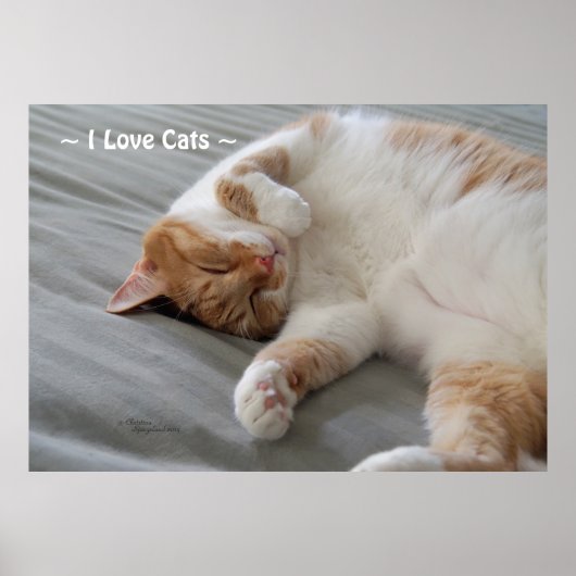 愛猫かわいい猫の眠りポスター ポスター (正面)