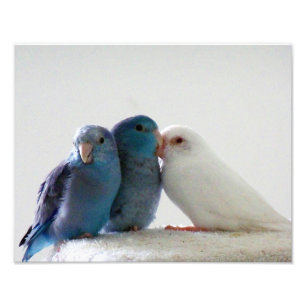 愛鳥の太平洋のParrotletの鳥の友人の写真 フォトプリント