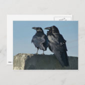 愛鳥 ポストカード (正面/裏面)