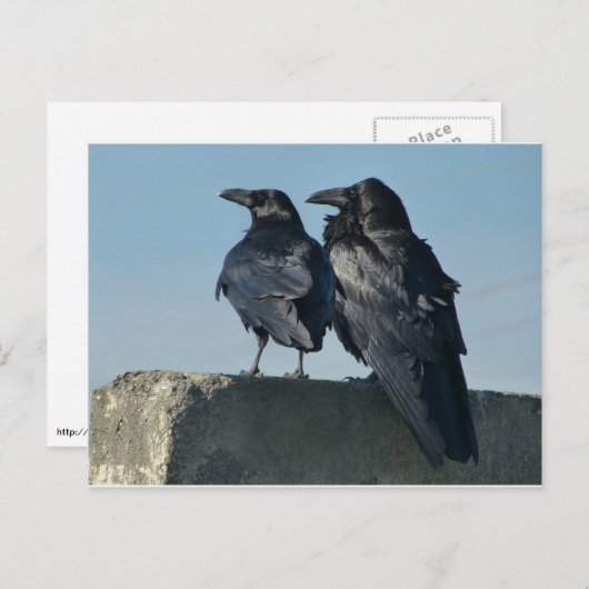 愛鳥 ポストカード (正面/裏面)