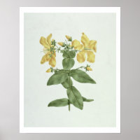 -感じFetch (Hypericum quartinianum) (grap上にw/c
