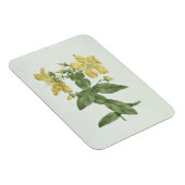 -感じFetch (Hypericum quartinianum) (grap上にw/c マグネット (右側)