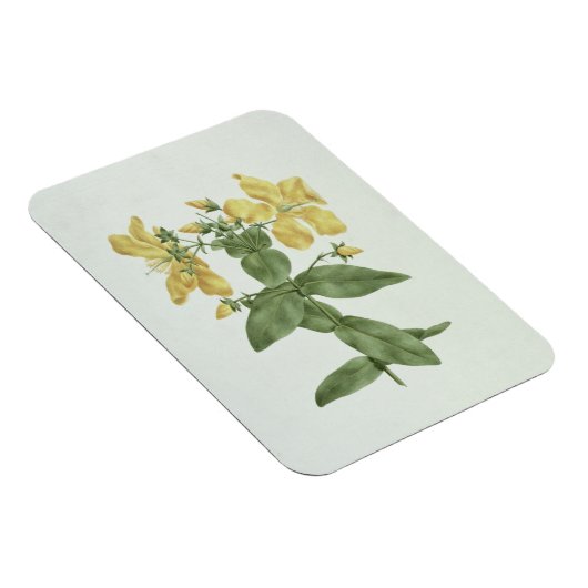 -感じFetch (Hypericum quartinianum) (grap上にw/c マグネット (右側)