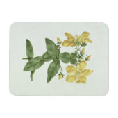 -感じFetch (Hypericum quartinianum) (grap上にw/c マグネット (横)