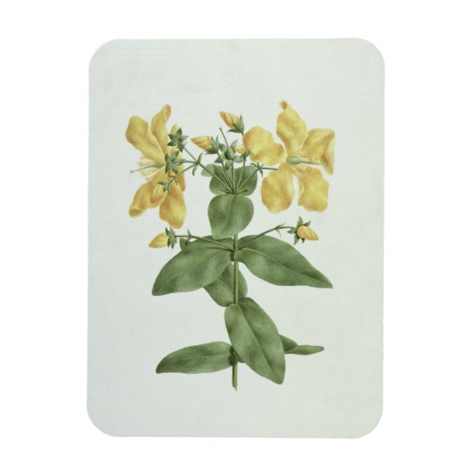 -感じFetch (Hypericum quartinianum) (grap上にw/c マグネット (縦)