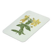 -感じFetch (Hypericum quartinianum) (grap上にw/c マグネット (左側)