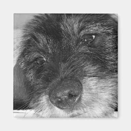 感傷的な マグネット (正面)