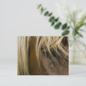 感情的馬 ポストカード (スタンド正面)