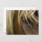 感情的馬 ポストカード (正面/裏面)