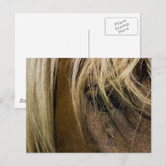 感情的馬 ポストカード (正面/裏面)