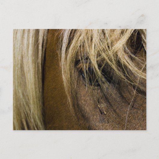 感情的馬 ポストカード (正面)