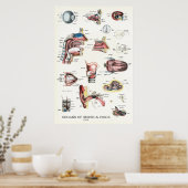 感覚音声解剖学的鼻咽頭器官 ポスター (キッチン)