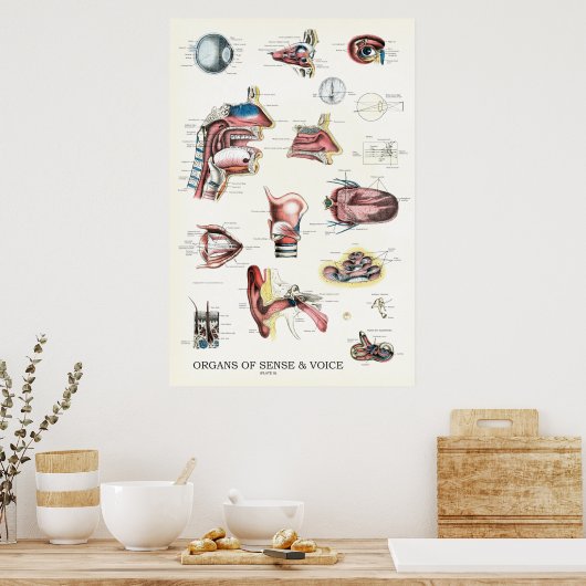 感覚音声解剖学的鼻咽頭器官 ポスター (キッチン)