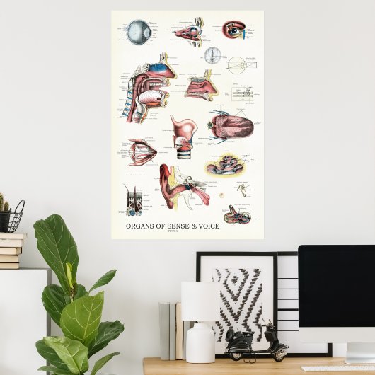 感覚音声解剖学的鼻咽頭器官 ポスター (ホームオフィス)