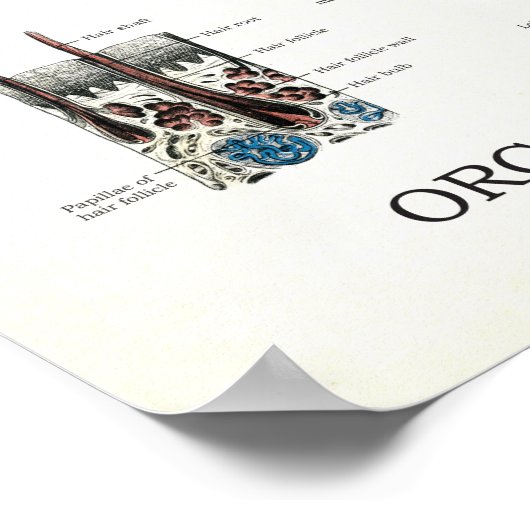 感覚音声解剖学的鼻咽頭器官 ポスター (角)