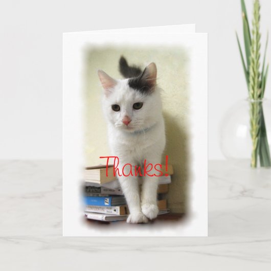 感謝してい先生子猫 サンキューカード (正面)