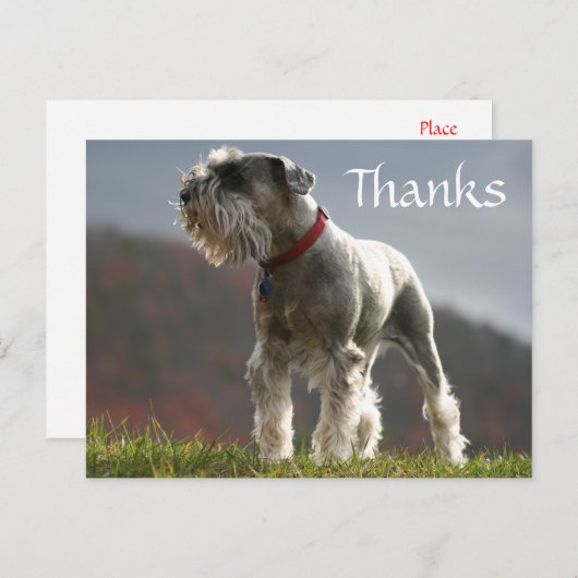 感謝のシュナウザー子犬の挨拶ポストカード ポストカード (正面/裏面)