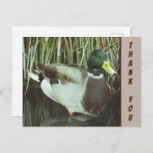 感謝を込めたマガモの写真 - 自然への感謝 ポストカード (正面/裏面)