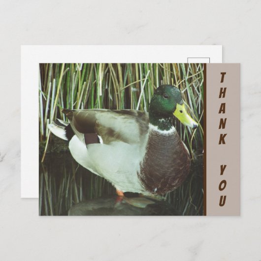 感謝を込めたマガモの写真 - 自然への感謝 ポストカード (正面/裏面)
