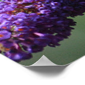 感謝バタフライポスター ポスター (角)