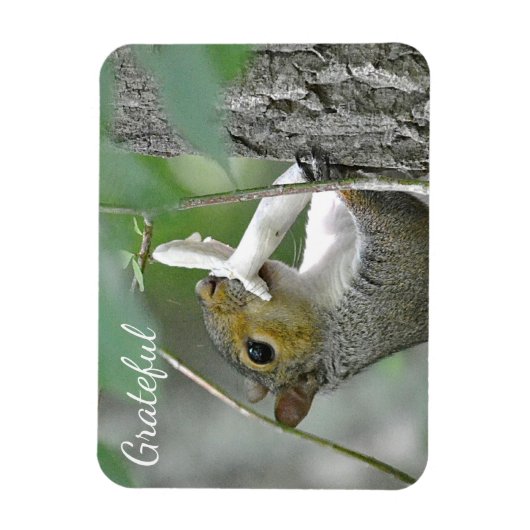 感謝リス マグネット (縦)