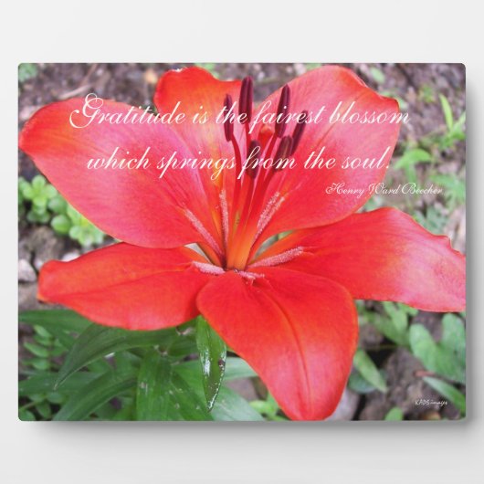 感謝リリー フォトプラーク (正面)