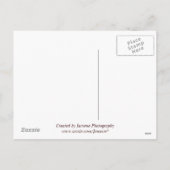 感謝状のおもしろいはがき シーズンポストカード (裏面)