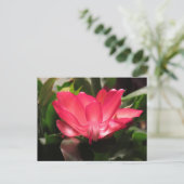 感謝祭のサボテンの花 シーズンポストカード (スタンド正面)