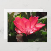 感謝祭のサボテンの花 シーズンポストカード (正面/裏面)