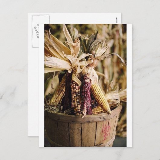 感謝祭の収穫トウモロコシ シーズンポストカード (正面/裏面)