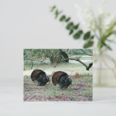 感謝祭の日野生の七面鳥が野原に シーズンポストカード (スタンド正面)