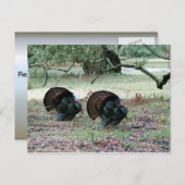 感謝祭の日野生の七面鳥が野原に シーズンポストカード (正面/裏面)