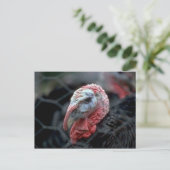 感謝祭トルコ シーズンポストカード (スタンド正面)