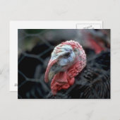 感謝祭トルコ シーズンポストカード (正面/裏面)