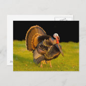 感謝祭トルコ シーズンポストカード (正面/裏面)