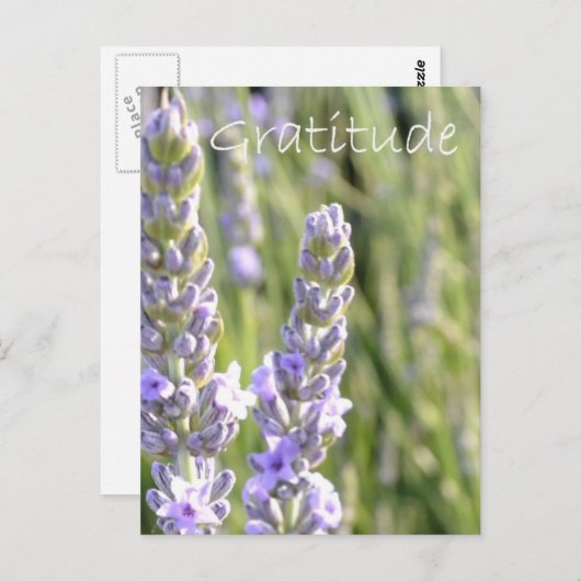 感謝 ポストカード (正面/裏面)