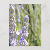 感謝 ポストカード (正面)