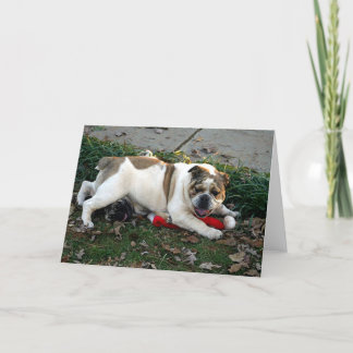 慈悲を言って下さい! カード