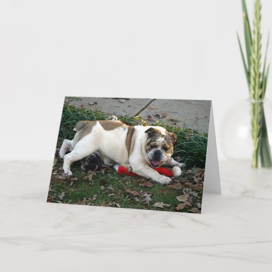 慈悲を言って下さい! カード (正面)