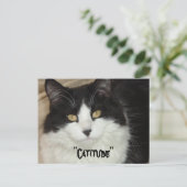 態度が態度のキチズネコ ポストカード (スタンド正面)