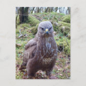 態度でブーンと鳴る シーズンポストカード (正面)