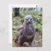 態度のでかいワシ ポストカード (正面/裏面)