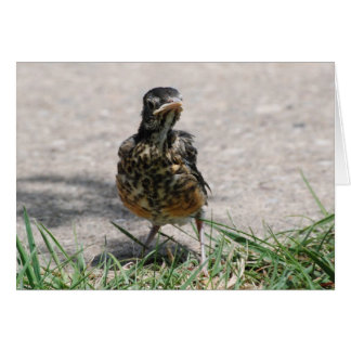 態度のひな鳥ロビン