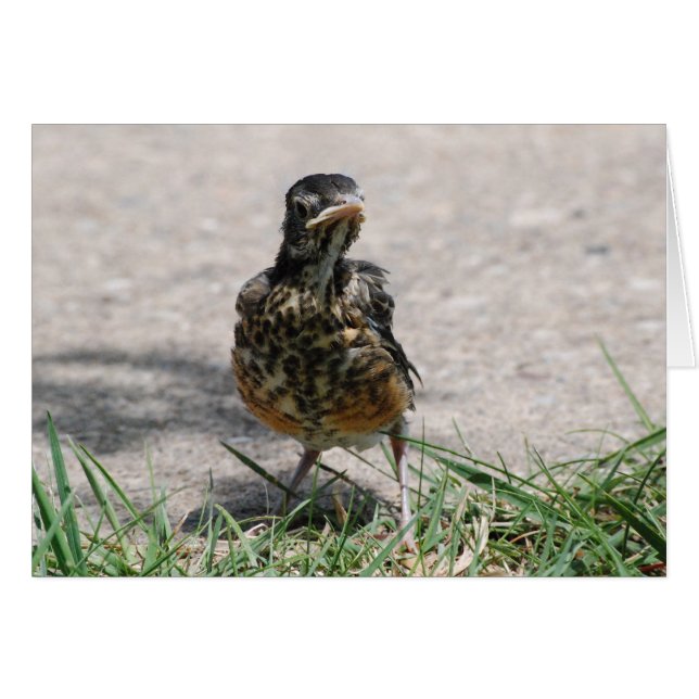 態度のひな鳥ロビン (正面横)