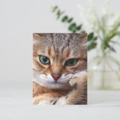態度の猫 ポストカード (スタンド正面)