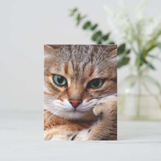 態度の猫 ポストカード (スタンド正面)