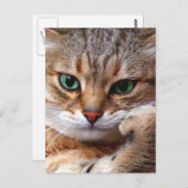 態度の猫 ポストカード (正面/裏面)