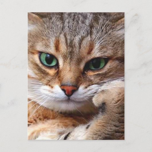 態度の猫 ポストカード (正面)